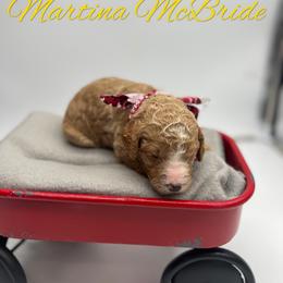 Poodle Puppies from Ruby’s Southern Doodles and Poodles