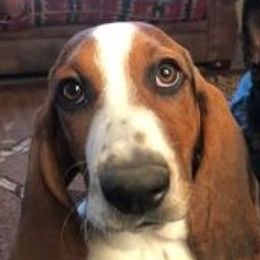 Basset Hounds from Sage Acres