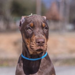 Doberman Pinscher and Labrador Retriever Puppies from GFDutton Retrievers & Dalla Grazia Dobermans