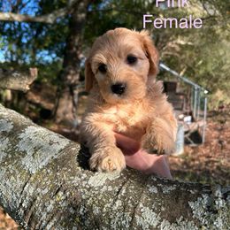Pink - Apricot female Goldendoodle puppy in Lineville, Alabama from Dogwood Doodles of Alabama