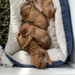 Vizsla Puppies from Valor Vizsla's