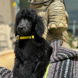 Yellow Collar - Black male Poodle puppy in Hesperia, California from Whitesock Standard Poodles