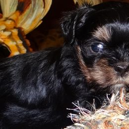 AKC Nadia - Lhasa Apso puppy from GyanGanj Lhasa Apso