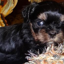 AKC Nadia - Lhasa Apso puppy from GyanGanj Lhasa Apso