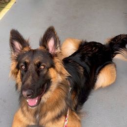 German Shepherd All Grown Up from Coffey Shepherds