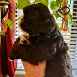 Sasha - Black and white female Shih Tzu puppy in Victorville, California from Precioustzus