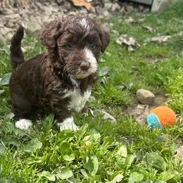 Deb - White and red female Bordoodle puppy in Canfield, Ohio from Poo's Doo's & Inu's