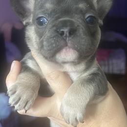 Midnite Kiss - Blue male French Bulldog puppy in New Castle, Delaware from Sasha’s Elite Kennel LLC