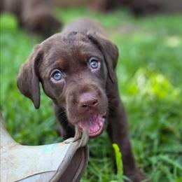 Girl 2 - Chocolate female Labrador Retriever puppy in Georgiana, Alabama from Long Creek Labradors