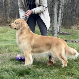 Bridie - Golden Retriever