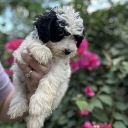 Bernedoodle and Goldendoodle Puppies from Dandelion Doodles