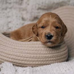 Maple - Apricot female Goldendoodle puppy in Duncan, South Carolina from Abner Creek Poodles & Doodles
