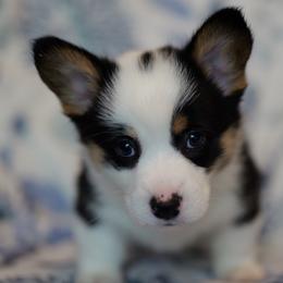 AKC Star Boy - Black and tan male Pembroke Welsh Corgi puppy in Vanzant, Missouri from Archer's Corgis