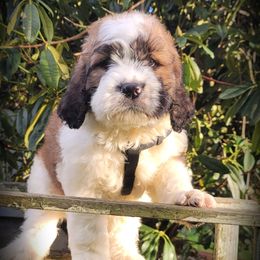 Saint Berdoodles from PNW Saint Berdoodles