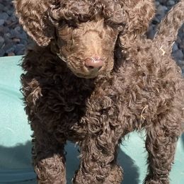 Poodle Puppies from Poodle Sense