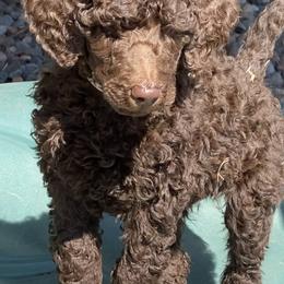 Poodle Puppies from Poodle Sense