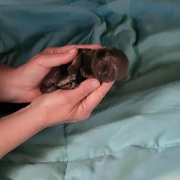 BaBoo - Sable male Shih Tzu puppy in Eldorado, Arkansas from Gina's Lil Zues and Yorkies Kennel