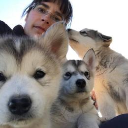 Alaskan Malamute Puppies from Ghost Dance Alaskan Malamutes