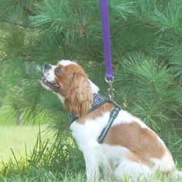 Emerald - Cavalier King Charles Spaniel