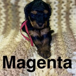 Magenta - Phantom female Poodle puppy in Ardmore, Oklahoma from Green Acres