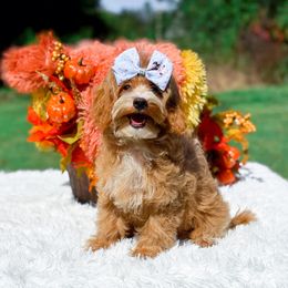 Lulu - Red female Cavapoo puppy in Statesville, North Carolina from Doodle Babies