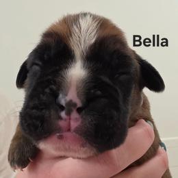 Bella - Fawn female Boxer puppy in Evans, Georgia from Kimberly's Boxers