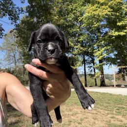 Amelia - Brindle female Boxer puppy in Taft, Tennessee from Hillbillie Boxers