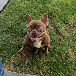 Sissy - Tricolors female French Bulldog puppy in Oxnard, California from Golden Star Frenchies