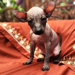 Girl 2 - female Xoloitzcuintli puppy in Sunnyside, Washington from Xolos Jazmin