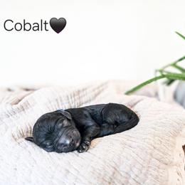 Cobalt - Black male Poodle puppy in Gaylord, Michigan from Dog Mom Co. Poodles