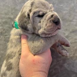 Green collar - Merle male Great Dane puppy in Tyler, Texas from Blessed By Danes
