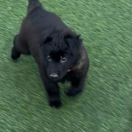 Orange Collar - Fawn sable male Belgian Malinois puppy in Trenton, Georgia from Laeknir K9