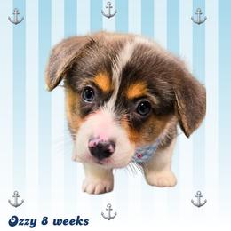 Burrito - Gray and white male American Corgi puppy in Mansfield, Ohio from Moonrise corgis