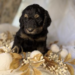 Star - Phantom female Bernedoodle puppy in Lookout, California from Remington Kennels, LLC