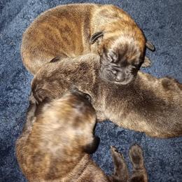 Mastiffs from Kentucky Mastiffs