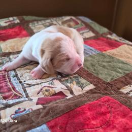 White Boy - Red and white male Basset Hound puppy in Hood River, Oregon from The Walls Hounds With Heart