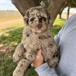 Boy 1 - Merle male Goldendoodle puppy in Hobbs, New Mexico from Goldie Locks Golden Retrievers & Doodles