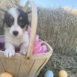 Peach - Black and tan female American Corgi puppy in Decatur, Texas from Bar S Corgis