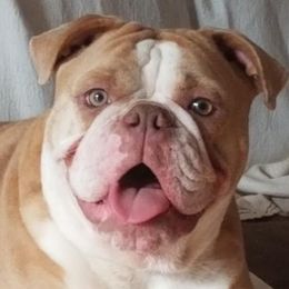Jazzie - Olde English Bulldogge