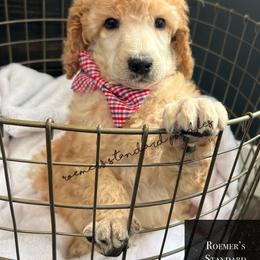 Cream Male - Cream male Poodle puppy in Wabasha, Minnesota from Roemer’s Standard Poodles