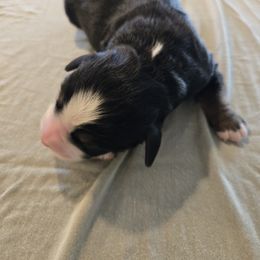 Boy 2 - Tri-color male Bernedoodle puppy in Lititz, Pennsylvania from Sleepy Hollow Acres