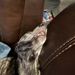 Poodle and Whippet All Grown Up from Charleston Reds Standard Poodles and Whippets