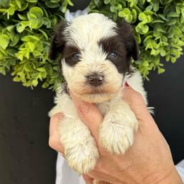 Light pink girl - Parti female Miniature Schnauzer puppy in Oneonta, Alabama from Murphree Valley Kennels