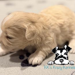 Cream parti boy - Parti male Miniature Schnauzer puppy in Kaufman, Texas from KK’s Krazy Kennels