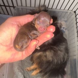 Gravy Boy - Chocolate and tan male Pomeranian puppy in Gilmer, Texas from Fairchild Fancy Pomeranians and Coachella Pomeranians