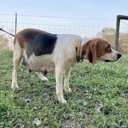 Sunflower - Beagle
