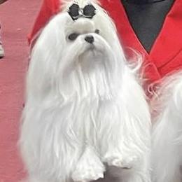 WHITE MAGIC'S ALTAIR FOR Tatiana - Maltese