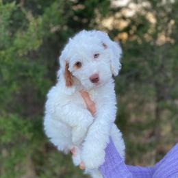 Misty - Parti female Goldendoodle puppy in Stanford, Kentucky from Holloway Goldendoodles