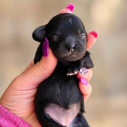 Nancy Noir - Black female Shihpoo puppy in Delphos, Ohio from Route 66 Puppies