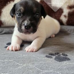 Boy 4: Twin One - Tri-color male Russell Terrier puppy in Harvel, Illinois from Ruff and Tumble Russell Terriers